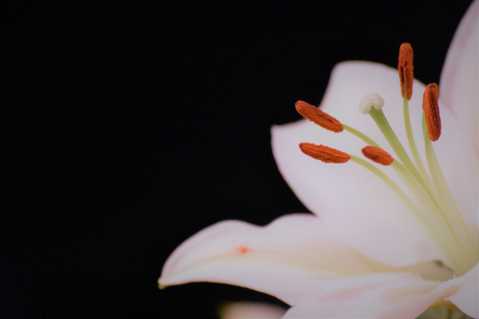 white lily flower