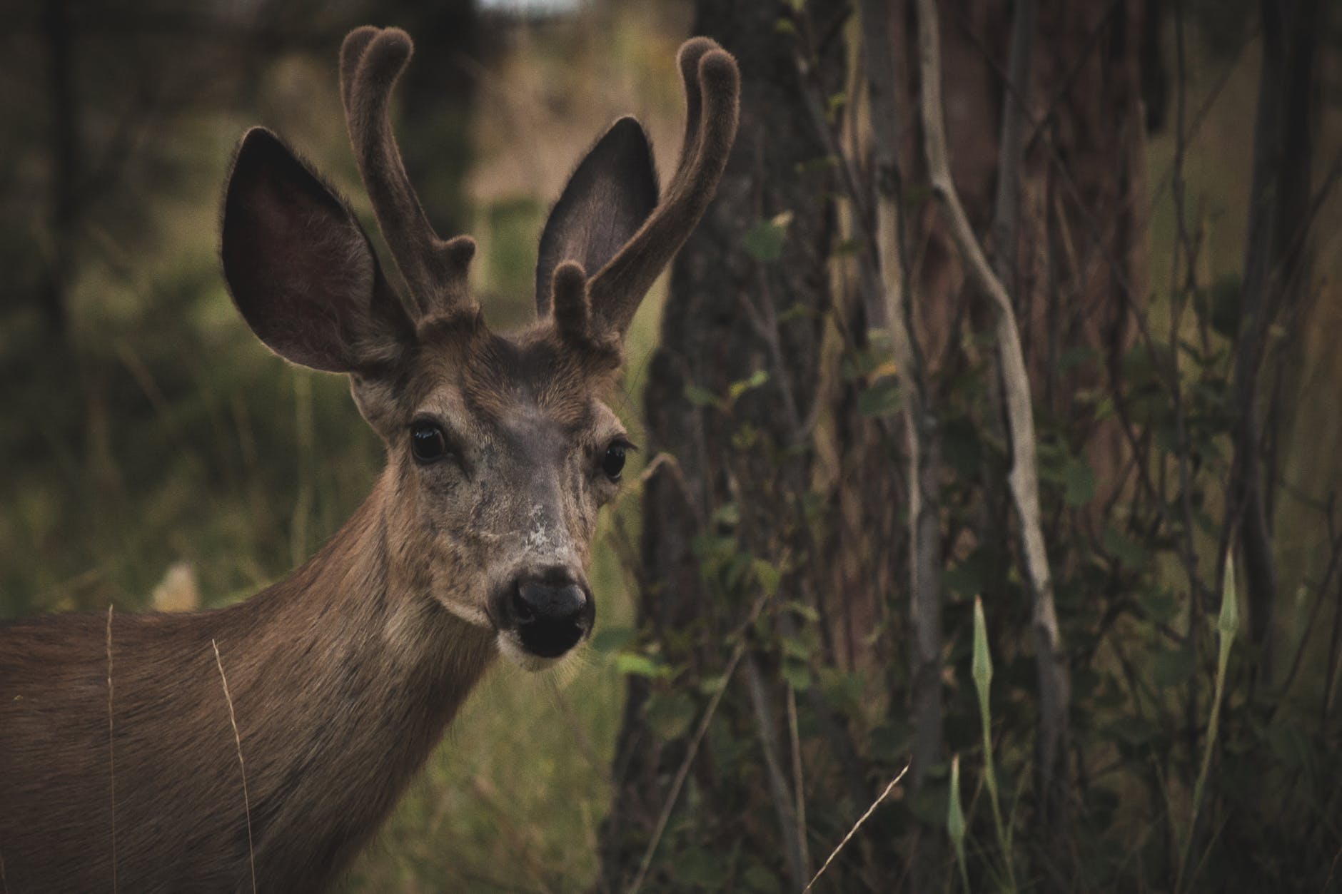 brown deer near tree