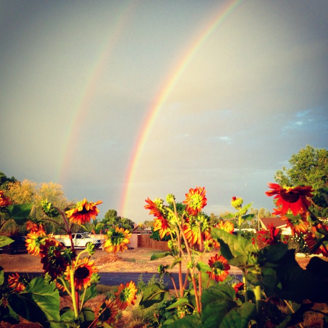 double rainbow sunflowers 2018
